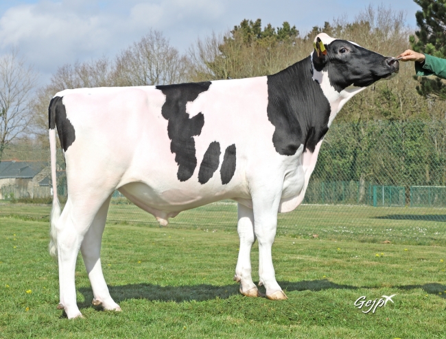 DOSE TAUREAU PLACID - NFR5631923465 - 6695959