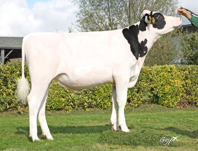 DOSE TAUREAU RALFONS P - NFR5631923531 - 6697490