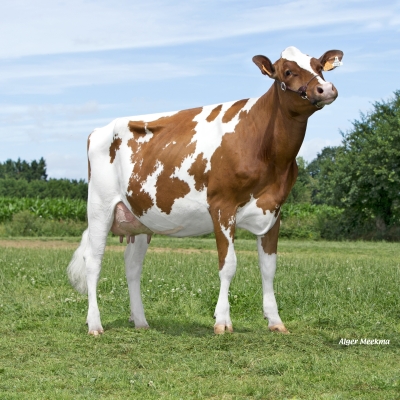 DOSE TAUREAU MONSTER P - NFR5632887807 - 1990491