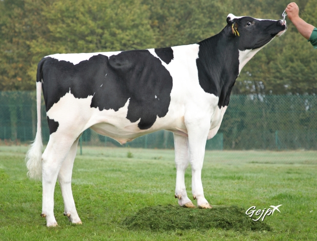 DOSE TAUREAU POMPADOUR - NFR5638856206 - 6695960