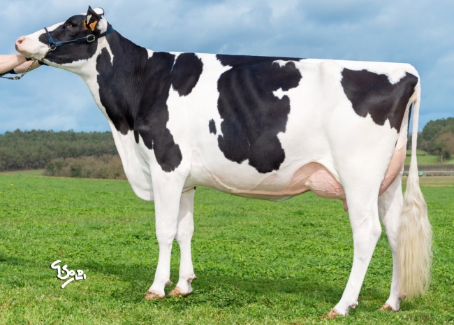 DOSE TAUREAU NIGHTFEVER - NFR5643261399 - 6692524