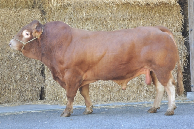 DOSE TAUREAU ANECDOTE - NFR5644682194 - 3472016