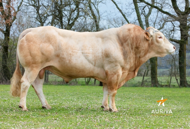 DOSE TAUREAU JETIN - NFR5655921327 - 7989886