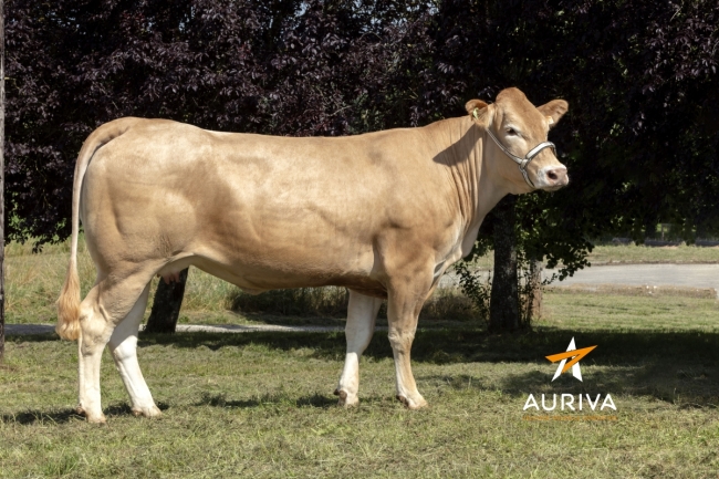 DOSE TAUREAU JETIN - NFR5655921327 - 7989886