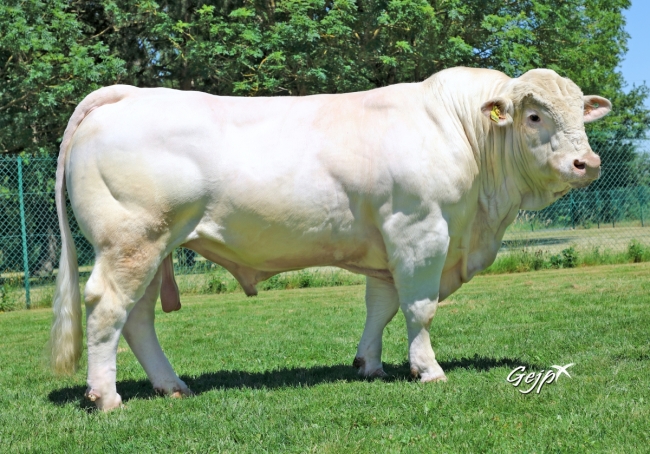 DOSE TAUREAU OFCROSS PP - NFR5705402376 - 3895659