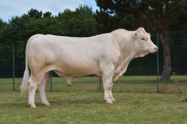 DOSE TAUREAU JALABERT - NFR5706117051 - 3889084