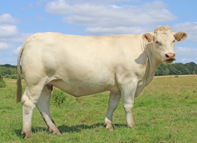 DOSE TAUREAU OSSONS - NFR5706308524 - 3895921