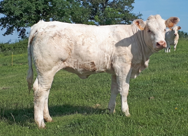 DOSE TAUREAU OSSONS - NFR5706308524 - 3895921