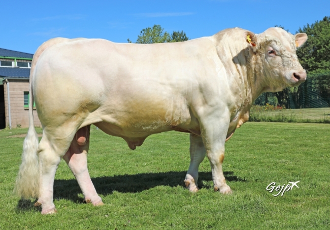 DOSE TAUREAU ODRISCOL P - NFR5706310971 - 3895922