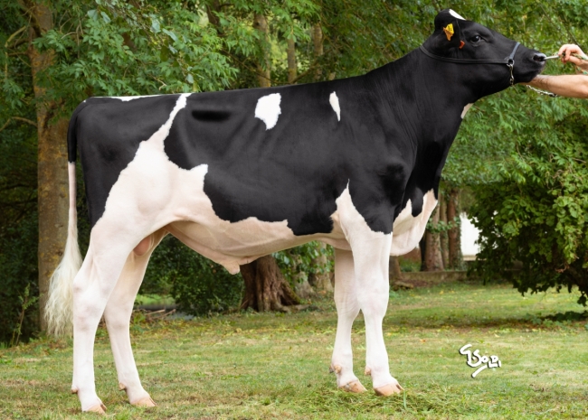 DOSE TAUREAU PASSION P - NFR5706331861 - 6695827