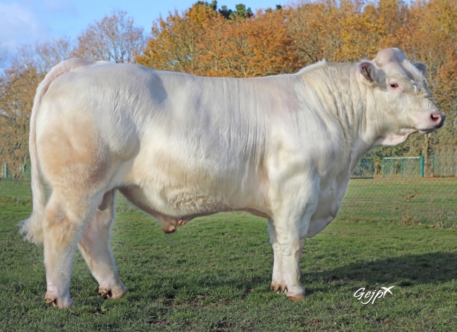 DOSE TAUREAU PICAMOLES - NFR5706362416 - 3897315