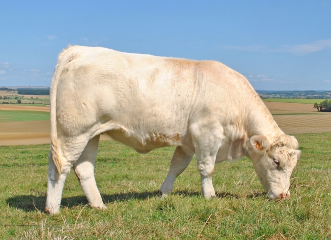 DOSE TAUREAU PICAMOLES - NFR5706362416 - 3897315