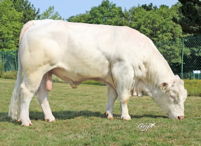 DOSE TAUREAU RANTANPLAN - NFR5706383580 - 38A0048