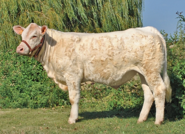 DOSE TAUREAU NEMO PP - NFR5811118841 - 3894231