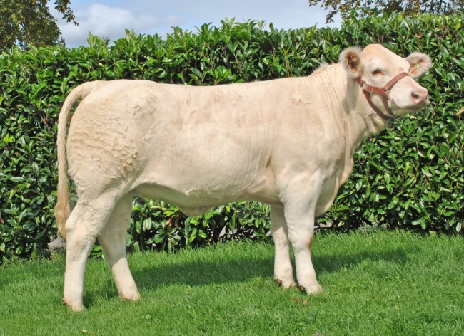 DOSE TAUREAU PLAYBOY P - NFR5813019764 - 3895923