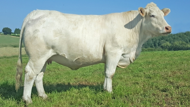 DOSE TAUREAU LASVEGAS - NFR5815116418 - 3890880
