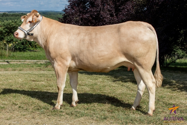 DOSE TAUREAU FUXEEN - NFR6412908221 - 7982885