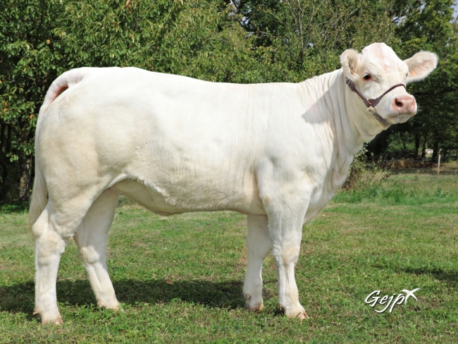DOSE TAUREAU JARRET - NFR6413412369 - 3889087