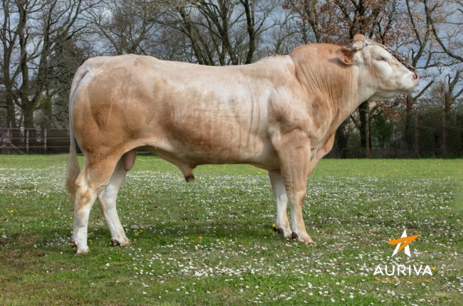 DOSE TAUREAU LEHEN - NFR6414365660 - 7989890