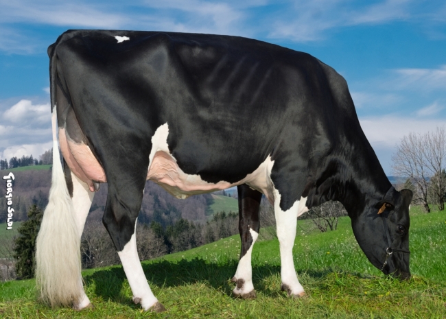DOSE TAUREAU MAZEROLLES - NFR6414526850 - 6691394