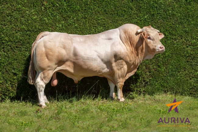 DOSE TAUREAU MELKIOR - NFR6414636024 - 7993077