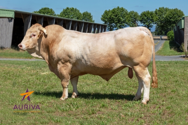 DOSE TAUREAU NAHIKO - NFR6414637450 - 7995053