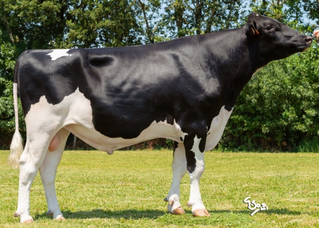 DOSE TAUREAU ORLANDO P - NFR6414658022 - 6693219