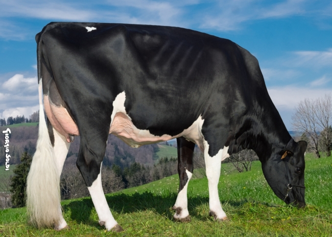 DOSE TAUREAU ORLANDO P - NFR6414658022 - 6693219