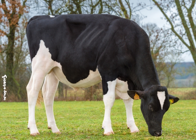 DOSE TAUREAU MILKSHAKE - NFR6414716157 - 6691886