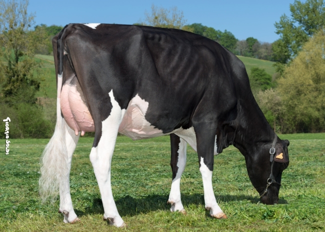DOSE TAUREAU MILKSHAKE - NFR6414716157 - 6691886