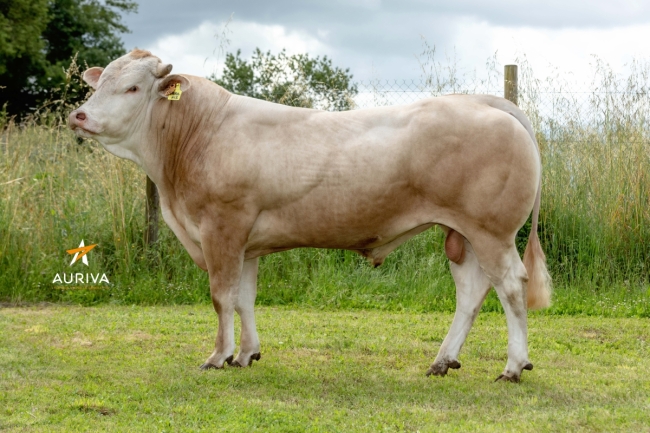 DOSE TAUREAU TARANIS - NFR6415121344 - 79A2464