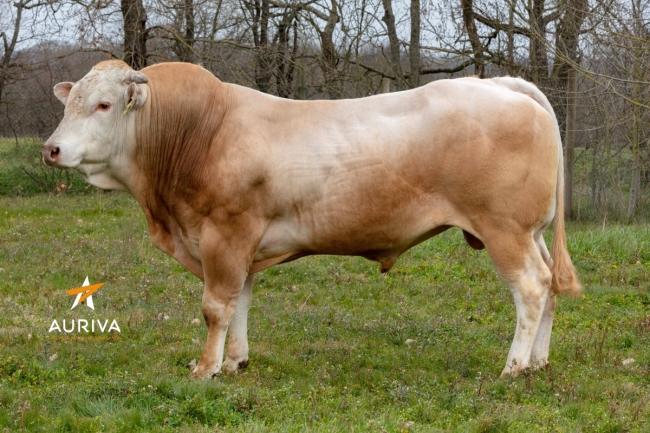 DOSE TAUREAU RAPACE - NFR6415469481 - 79A0033