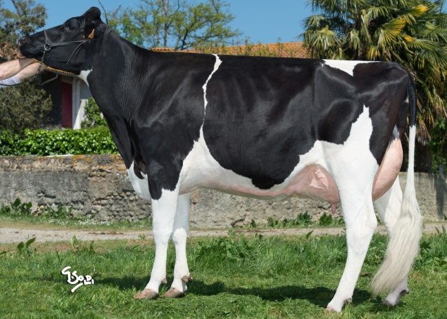 DOSE TAUREAU MARWYN - NFR6510565613 - 6691015