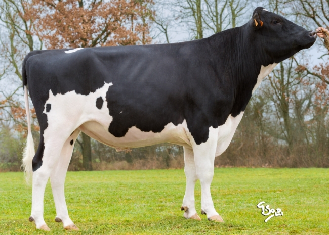 DOSE TAUREAU MY SPACE - NFR6950884393 - 6691018