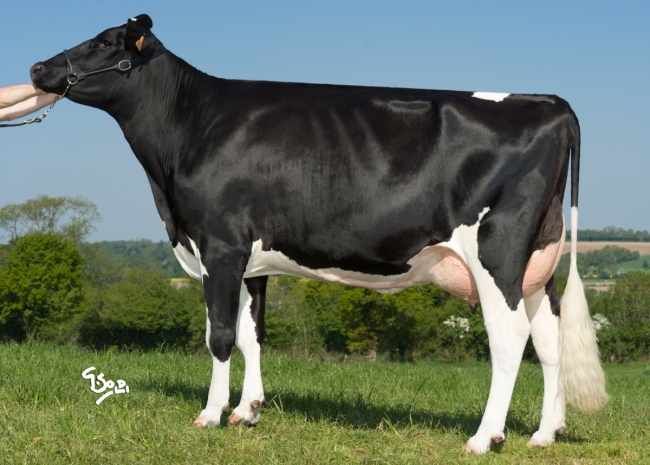 DOSE TAUREAU MY SPACE - NFR6950884393 - 6691018