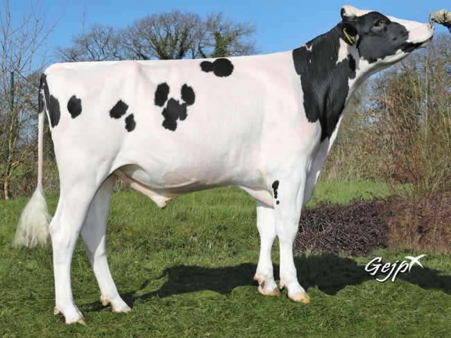 DOSE TAUREAU MY WAY - NFR6950902082 - 6691395