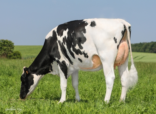 DOSE TAUREAU MY WAY - NFR6950902082 - 6691395
