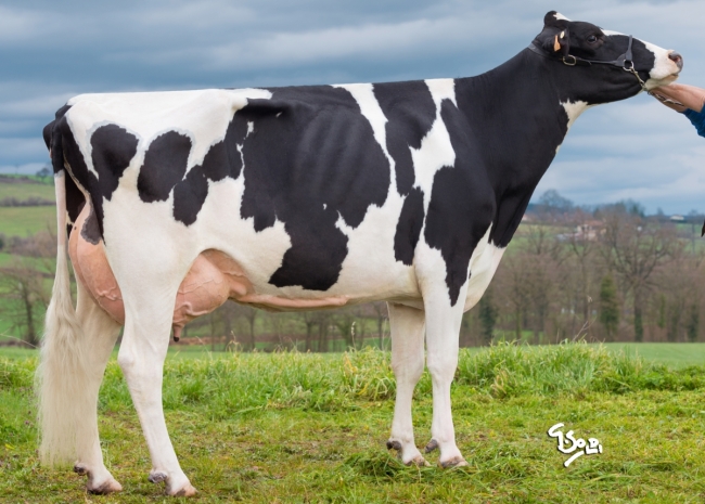 DOSE TAUREAU MY WAY - NFR6950902082 - 6691395