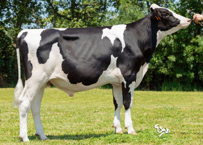 DOSE SEXEE FEM 90 TAUREAU PRAGMATIC - XFR6950996357 - 6695378