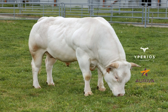 DOSE TAUREAU POGBA EXC - NFR6951077547 - 3897418