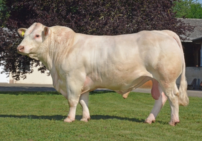 DOSE TAUREAU MICKY - NFR7020257180 - 3892610