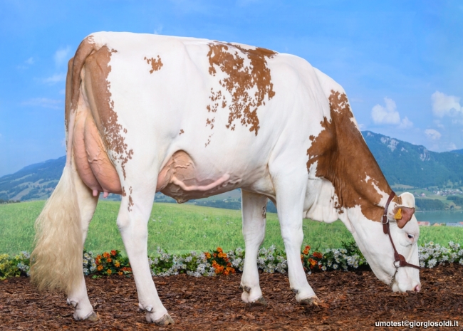 DOSE TAUREAU VINCI - NFR7041120376 - 46A4987