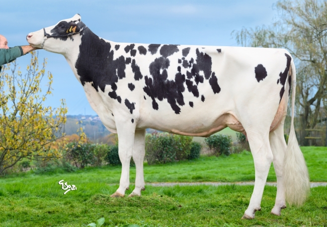 DOSE TAUREAU RAVANELLI - NFR7246651709 - 6696817