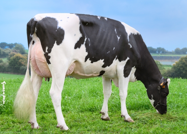 DOSE TAUREAU RAVANELLI - NFR7246651709 - 6696817