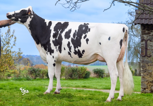 DOSE TAUREAU RAVANELLI - NFR7246651709 - 6696817