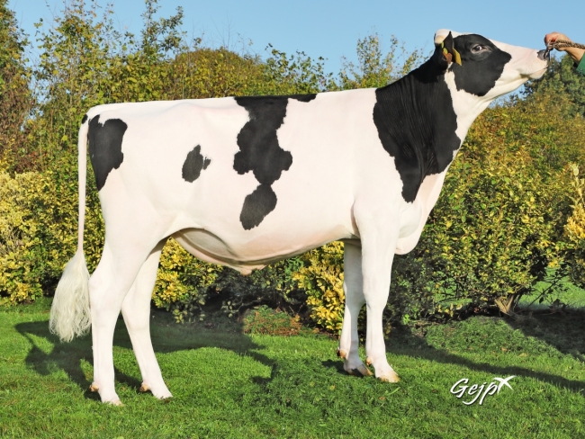 DOSE TAUREAU ORFAYE - NFR7253843060 - 6694033