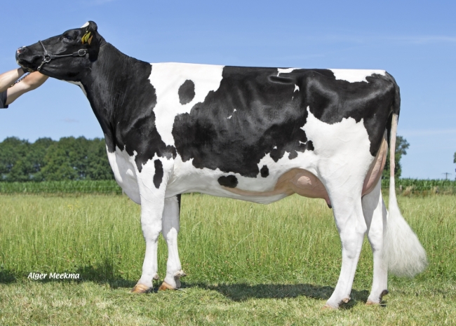 DOSE TAUREAU REGLYS - NFR7253843284 - 6696288