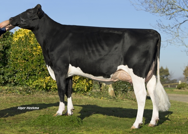 DOSE TAUREAU IDEOLO - NFR7261685953 - 6686006