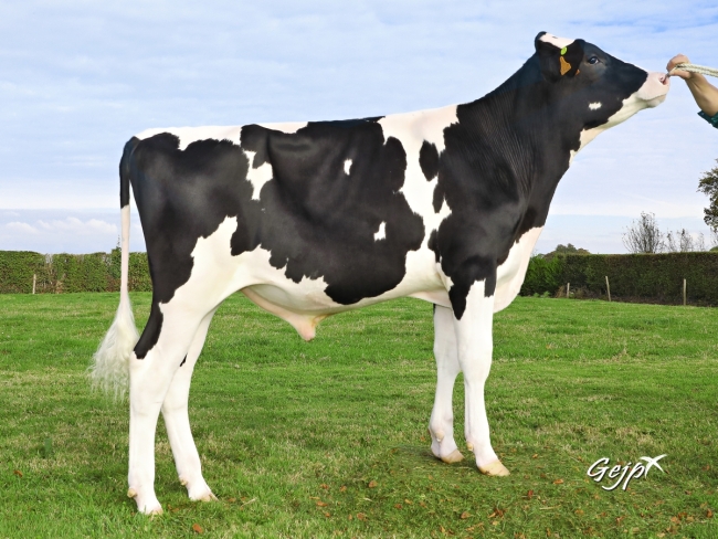 DOSE TAUREAU NEIL PP RF - NFR7262955840 - 6692815