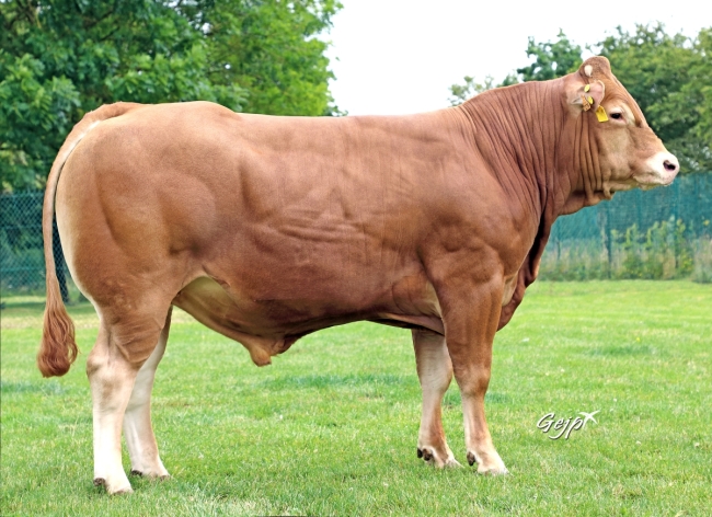 DOSE TAUREAU THORIN - NFR7265357276 - 34A2009